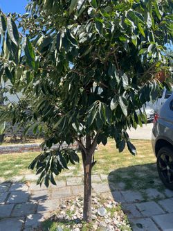 Persimmon Tree fruiting  10-15 ft tall  you need to dig out of ground
