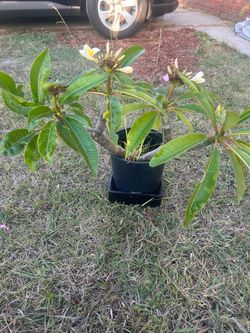 White and yellow plumeria