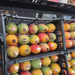 Mango Heyden 