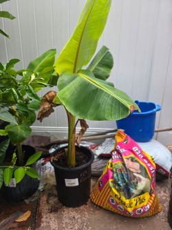 Ice cream Banana Plant