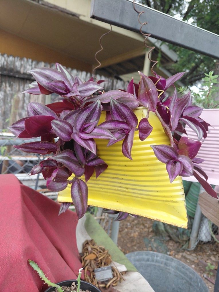 Tradescantia Zebrina Plant