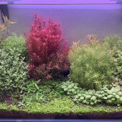 High-Quality Submerged Plant Package - $25