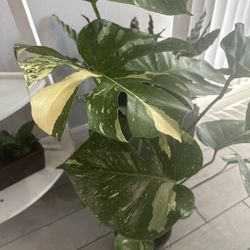 monstera plants