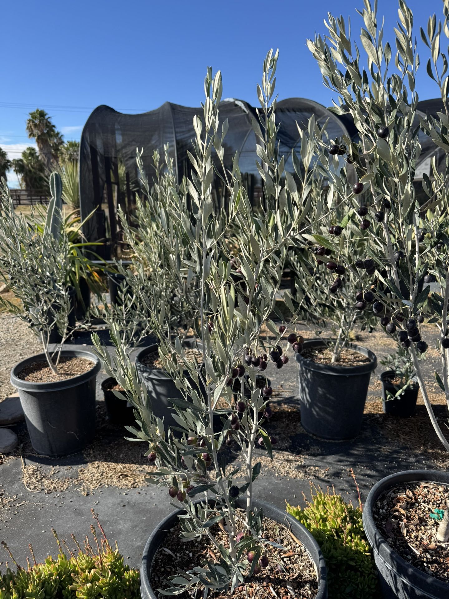 Olive Tree And Cactus And Succulents (Read Description)