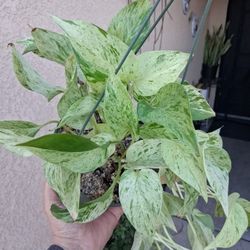 Snow Queen Pothos Plant $25