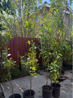 Lima tree