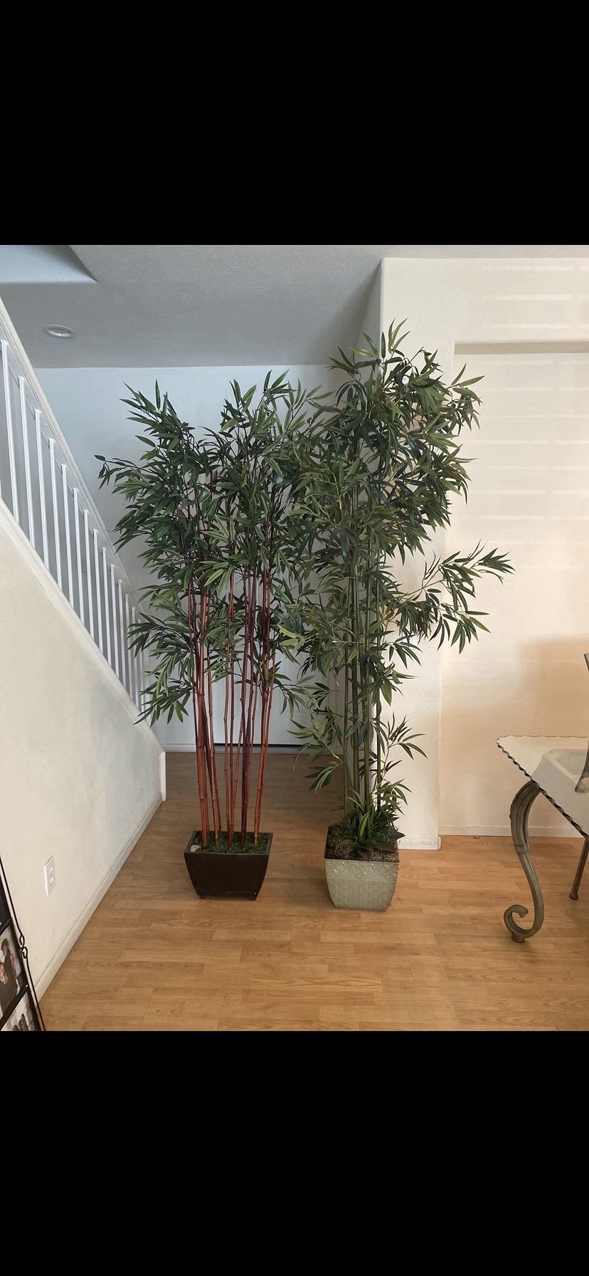 Two Tall Beautiful Trees