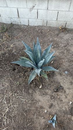 Mezcal