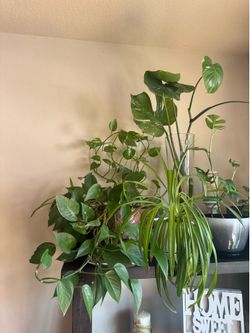 Plants