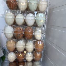 Nutritious Fresh Eggs / Huevos De Gallina
