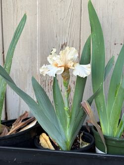 Bearded Iris Champagne Elegance