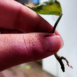 Shangri-la Pothos Plant #4 *RARE*