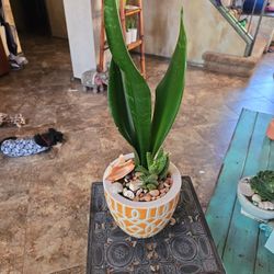 Sansevieria Snake Plant With Alligator Aloevera In 6in Ceramic Pot With Shells And Stones 