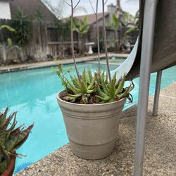 Potted Aloe Vera Plant with Flowers