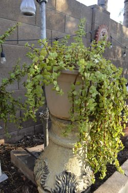 2 Assorted elephant food in medium size plastic pots