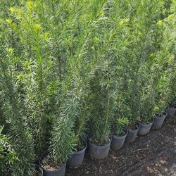 podocarpus Over 4  Tall Privacy Isolate Your Home From Noisy Neighbors 