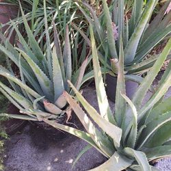 Aloe Vera