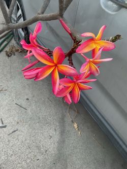 Plumeria Cutting sale today. Multiple sizes and colors from small to instant tree. Prices start at $10 will cut to order also. Come by and check them