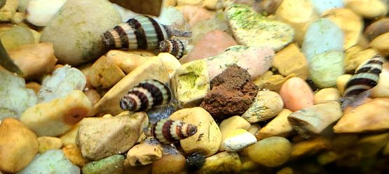 Anentome helena, or bumblebee snail