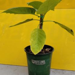 Brugamansia Angel Trumpets 