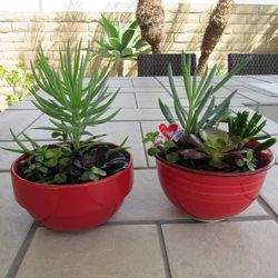 Set of Red Ceramic Pots With Succulents