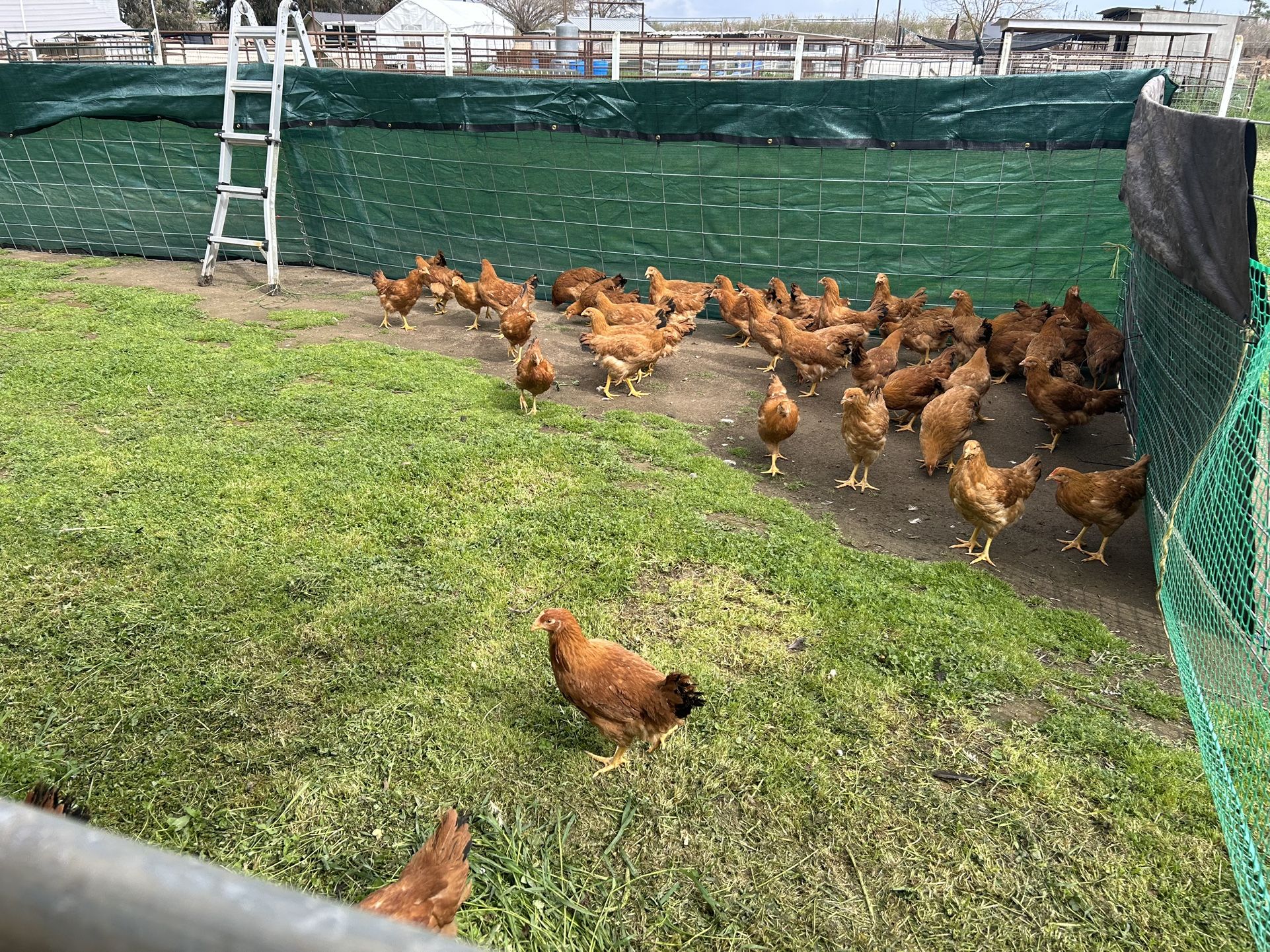 Green Fencing For Sale
