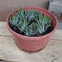 Zebra Haworthia Plant