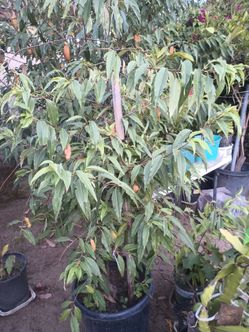 Mexican Cherry Tree