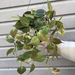 6” micans philodendron