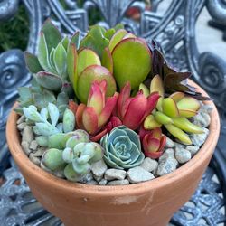 End Of School Gift Succulent Arrangements
