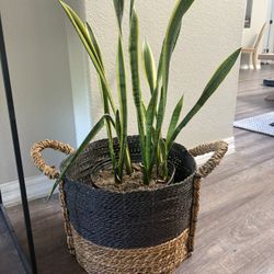 Snake Plant