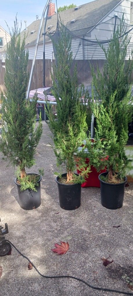 Juniper 'Spartan' Trees (3)