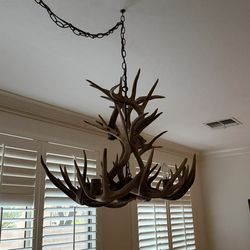 Real Antler Chandelier, 8 Lights, SHED Whitetail Antler Art, ELK Covered SOCKETS Handmade 27"Wide × 20" Tall