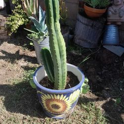 Stunning Cactus In Mexican Planter 2ft Succulent