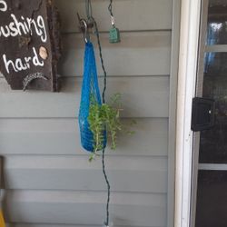 Little Hanging Succulents 