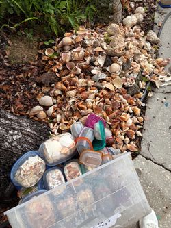 Collection of Mixed Seashells and sea life