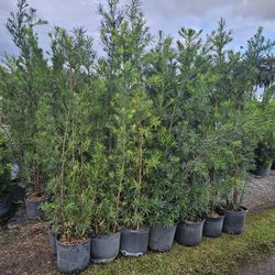 podocarpus  over 6 feet tall Instant Privacy Hedge For Fence Green Full Ready for planting fast sale  30 or more qty