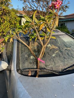 Plumeria cutting. Multi branch multi tip two tone pink with yellow centre great size.