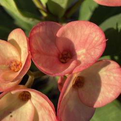 Corona De Cristo Ice cream $55