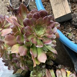Aeonium Plants 