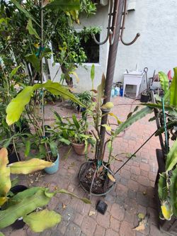 Epiphyllum Oxypetallum 7 years old plant