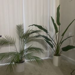 Banana Leaf & Fern  25 Together. 