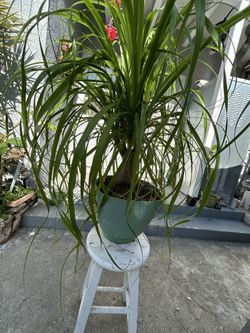 Ponytail Palm (elephant Foot Tree) Potted Plant