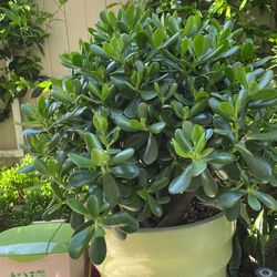 Ovata jade