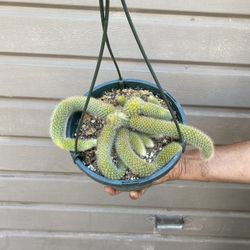 8” monkey tail cactus $95 each 