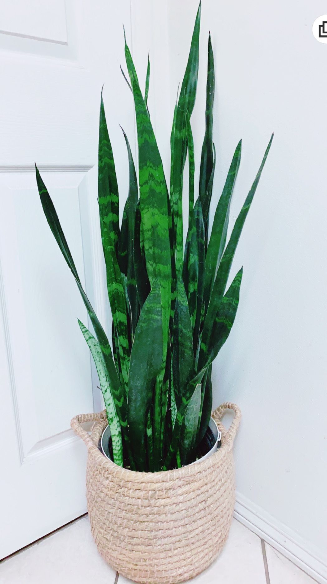 Very Full/Healthy Sansevieria Black Coral Snake Plants Give Out The Fresh Air And Take Away The Bad One - 3’8” Tall - Ceramic Pot Not Including