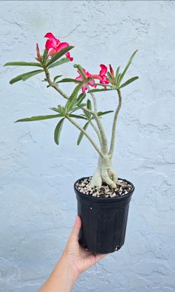 Desert Rose Plant Obesum x Somalense Hybrid Bradenton