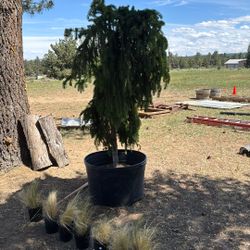 Spruce Tree