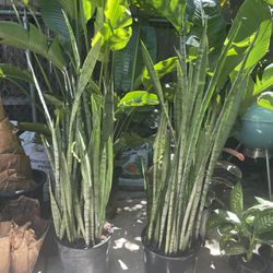Specialty*** 5ft (14-15” pot) flowering snake plant, now$169ea/reg.$219ea; 95820