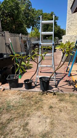 Plumaria large healthy